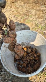 팜모닝 기타작물·영농일지 게시글 이미지