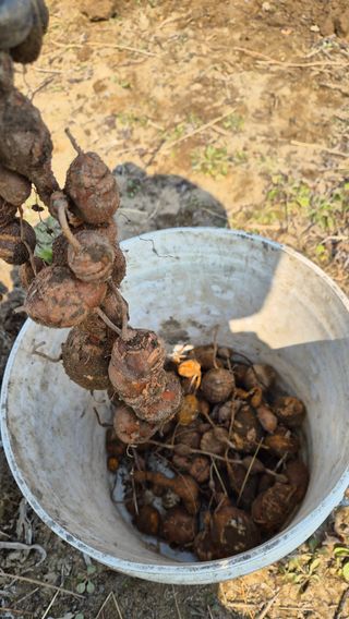 늘푸른 농장주님의 기타작물 · 영농일지 작성글 사진