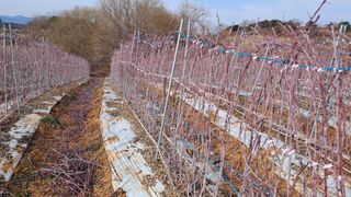 이정운님의 기타작물 · 영농일지 작성글 사진