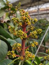 팜모닝 기타작물·영농일지 게시글 이미지