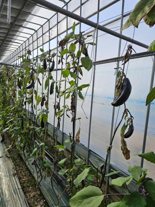 박종오님의 기타작물 · 영농일지 작성글 사진