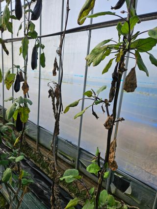 박종오님의 기타작물 · 영농일지 작성글 사진