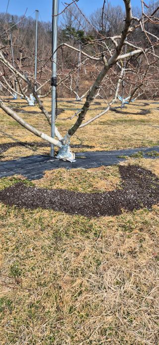 이상윤님의 복숭아 · 영농일지 작성글 사진