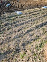 팜모닝 감자·영농일지 게시글 이미지