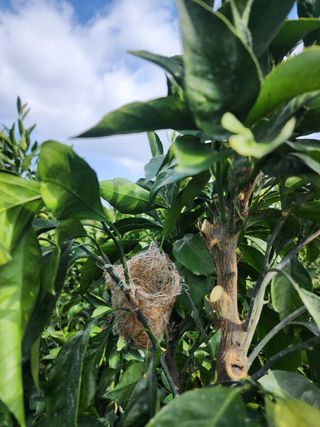 산방자연농원님의 귤 · 영농일지 작성글 사진