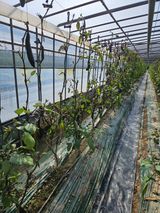 팜모닝 기타작물·영농일지 게시글 이미지