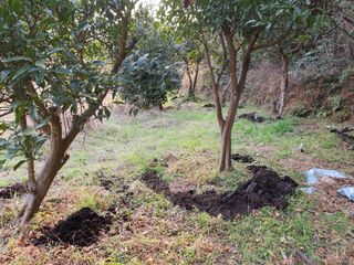 고흥백향과농장님의 기타작물 · 영농일지 작성글 사진