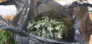 정천복님의 마늘 · 영농일지 작성글 사진