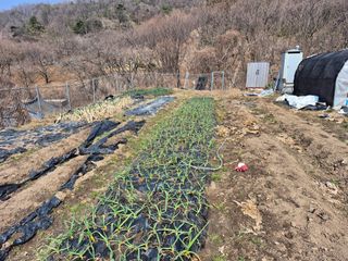 이준영님의 기타작물 · 영농일지 작성글 사진