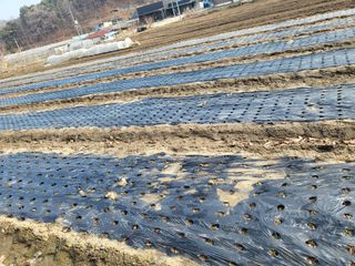 전선경님의 마늘 · 영농일지 작성글 사진