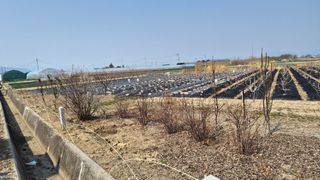 늘푸른 농장주님의 기타작물 · 영농일지 작성글 사진