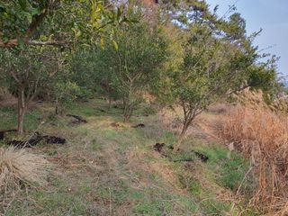 고흥백향과농장님의 기타작물 · 영농일지 작성글 사진