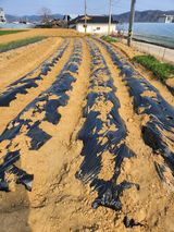 팜모닝 감자·영농일지 게시글 이미지