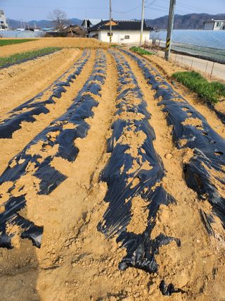 노복우님의 감자 · 영농일지 작성글 사진