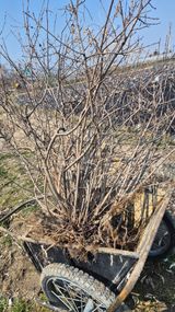 팜모닝 기타작물·영농일지 게시글 이미지