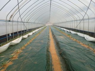 최미숙님의 기타작물 · 영농일지 작성글 사진