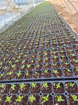 팜모닝 고추·영농일지 게시글 이미지