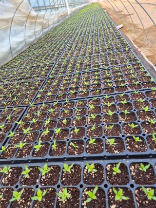 고추나방탄저에적합한님의 고추 · 영농일지 작성글 사진