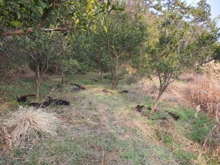 고흥백향과농장님의 기타작물 · 영농일지 작성글 사진