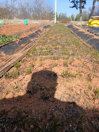 김형수님의 양파 · 영농일지 작성글 사진