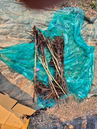 이준영님의 기타작물 · 영농일지 작성글 사진