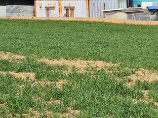 노복우님의 기타작물 · 영농일지 작성글 사진