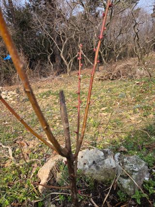 박영애님의 기타작물 · 영농일지 작성글 사진