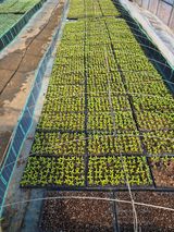 팜모닝 고추·영농일지 게시글 이미지