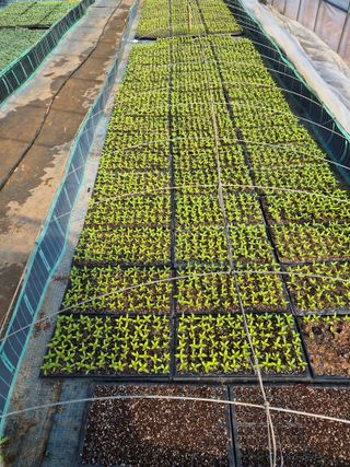 남기탁 님의 고추 · 영농일지 작성글 사진