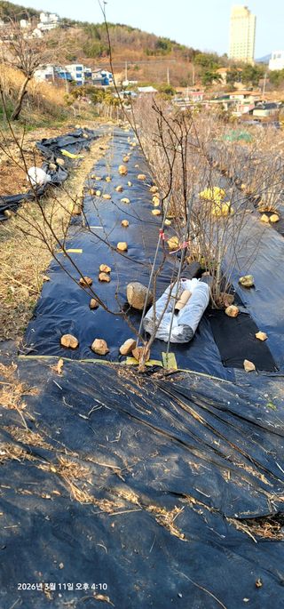 박종화님의 기타작물 · 영농일지 작성글 사진