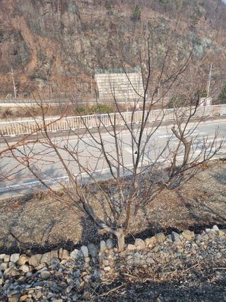 김용대님의 감 · 영농일지 작성글 사진