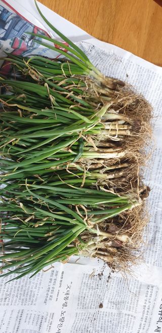 정천복님의 마늘 · 영농일지 작성글 사진