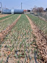 팜모닝 마늘·영농일지 게시글 이미지