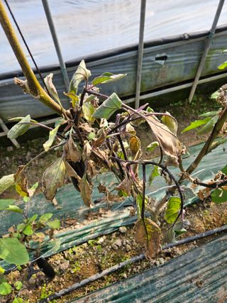 박종오님의 기타작물 · 영농일지 작성글 사진