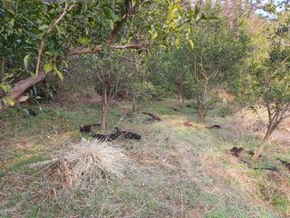 고흥백향과농장님의 기타작물 · 영농일지 작성글 사진