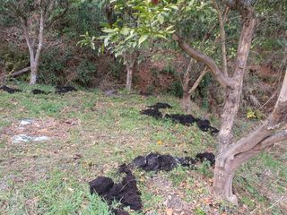 고흥백향과농장님의 기타작물 · 영농일지 작성글 사진