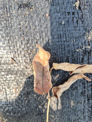 늘푸른 농장주님의 기타작물 · 영농일지 작성글 사진