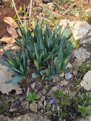 박영애님의 기타작물 · 영농일지 작성글 사진