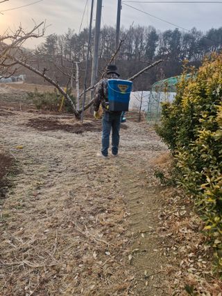 백운농원 님의 복숭아 · 영농일지 작성글 사진