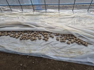 박민영님의 감자 · 영농일지 작성글 사진