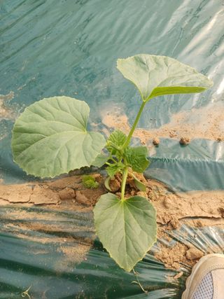 최미숙님의 기타작물 · 영농일지 작성글 사진