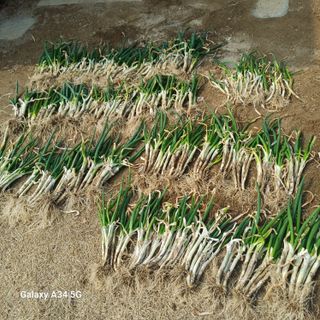 삼성농산님의 파 · 영농일지 작성글 사진