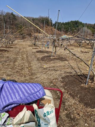 백운농원 님의 복숭아 · 영농일지 작성글 사진