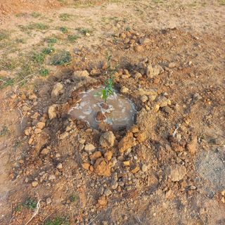 김건우님의 기타작물 · 영농일지 작성글 사진