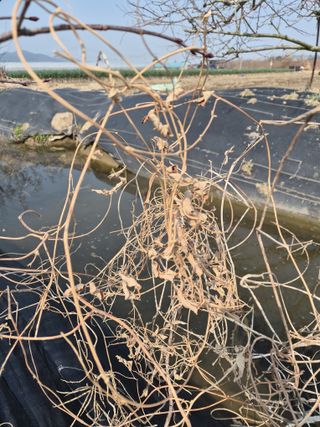 늘푸른 농장주님의 기타작물 · 영농일지 작성글 사진