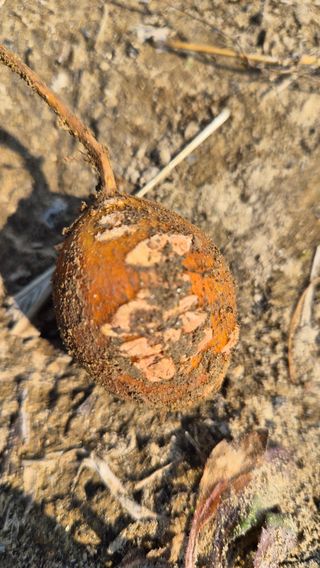 늘푸른 농장주님의 기타작물 · 영농일지 작성글 사진