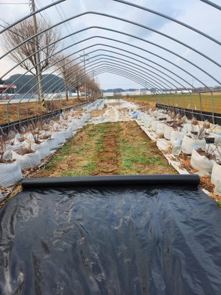 이무하님의 감 · 영농일지 작성글 사진