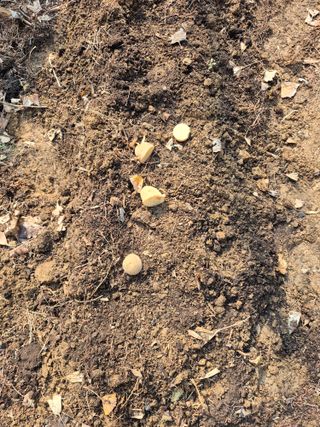 엉뚱님의 기타작물 · 영농일지 작성글 사진