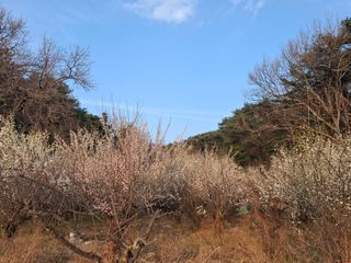 철남 김희곤님의 사과 · 영농일지 작성글 사진