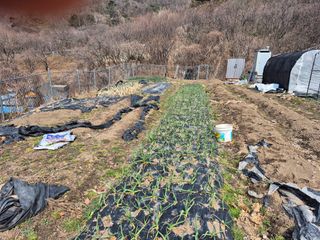 이준영님의 기타작물 · 영농일지 작성글 사진